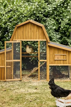 Miglior Prezzo Pollaio 6 galline legno di abete
